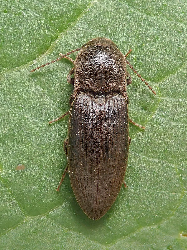 Elateridae: Agriotes obscurus? S.